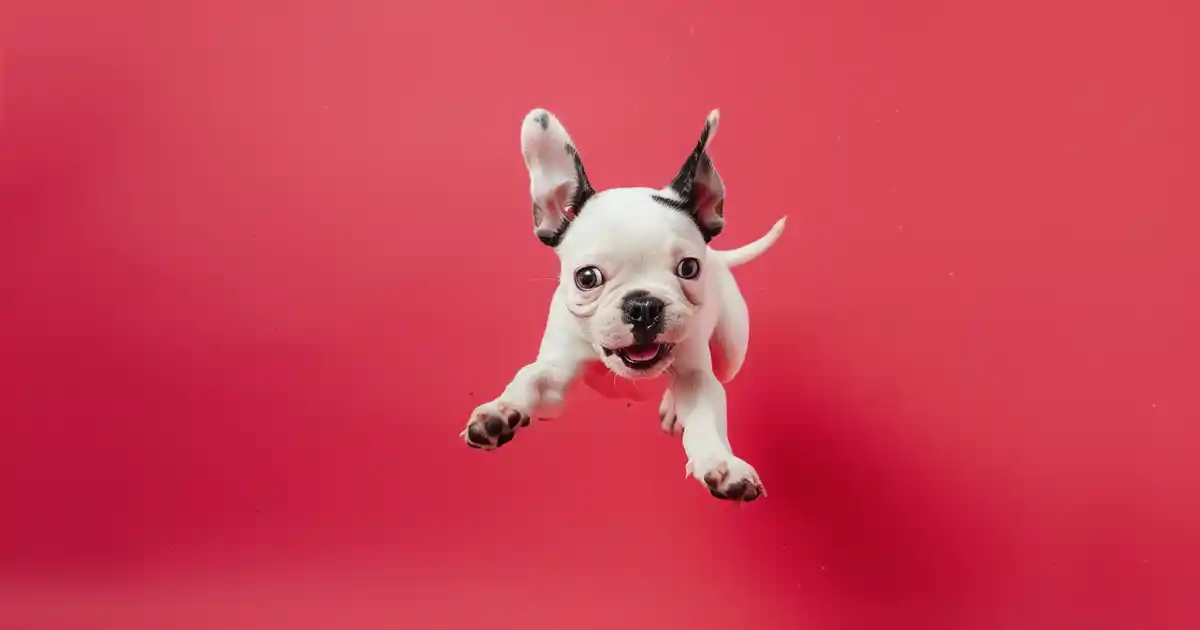 The Ultimate Guide: 5 Effective Ways to Stop Puppy Jumping Behavior (Train Polite Greetings Fast!)