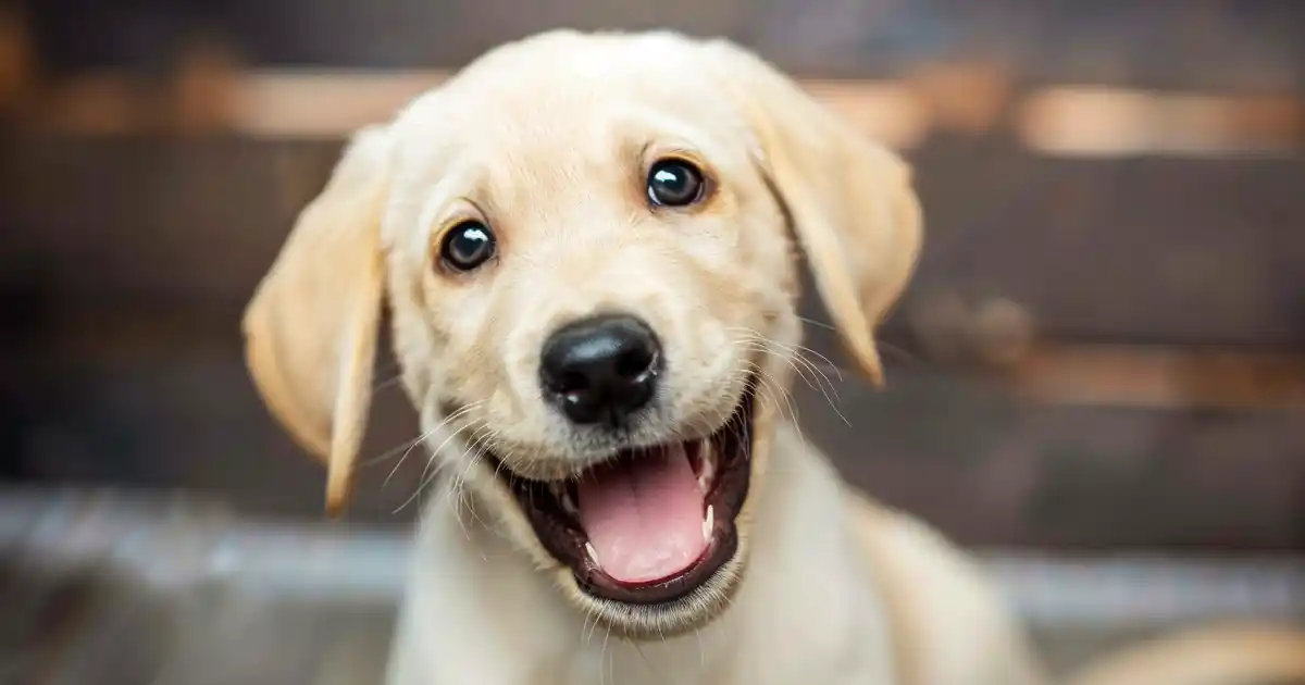 The Ultimate Guide to Effective Puppy Biting Solutions (Without Losing Your Fingers or Your Mind!)