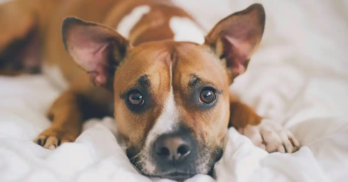 The Ultimate Guide to In-Home Pet Sitting Services (Everything Your Furry Friend Needs!)