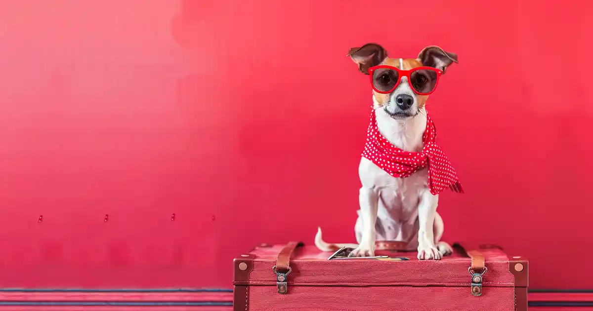 The Ultimate Guide to Managing Dog Travel Anxiety (Without Stress, Meds, or Meltdowns!)