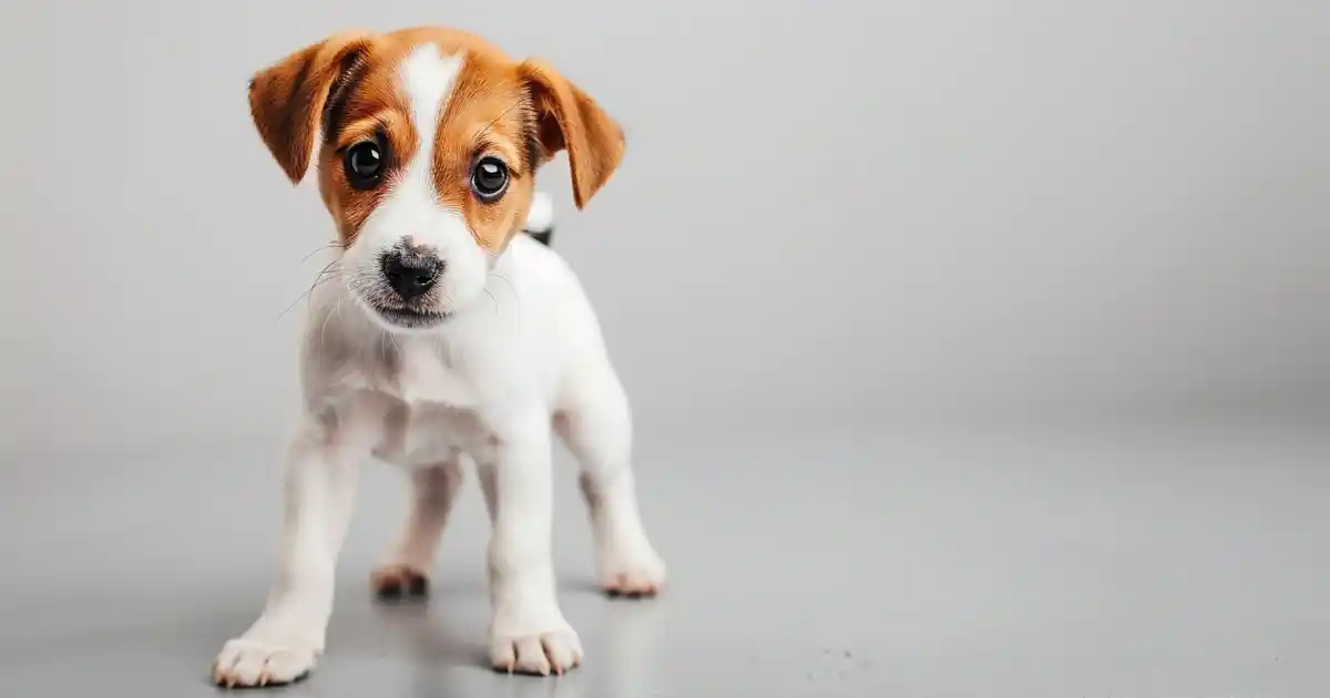 The Ultimate Guide to Mastering Positive Reinforcement Puppy Training (Without Guilt, Confusion, or Outdated Methods!)