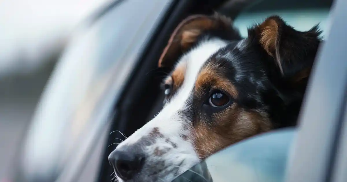 The Ultimate Guide to Prevent Dog Car Sickness (Without Mess, Stress, or Ruined Road Trips!)