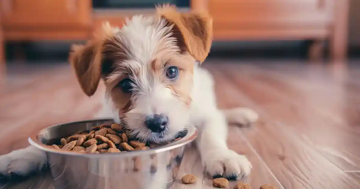 The Ultimate Guide to Puppy Nutrition: Tips for a Healthy Diet