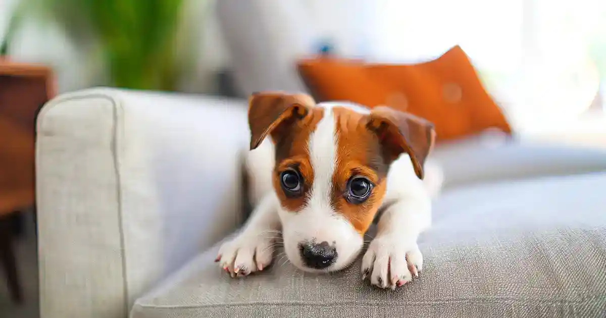 The Ultimate Guide to Stop Puppy Chewing on Furniture (Save Your Couch Before It’s Destroyed!)