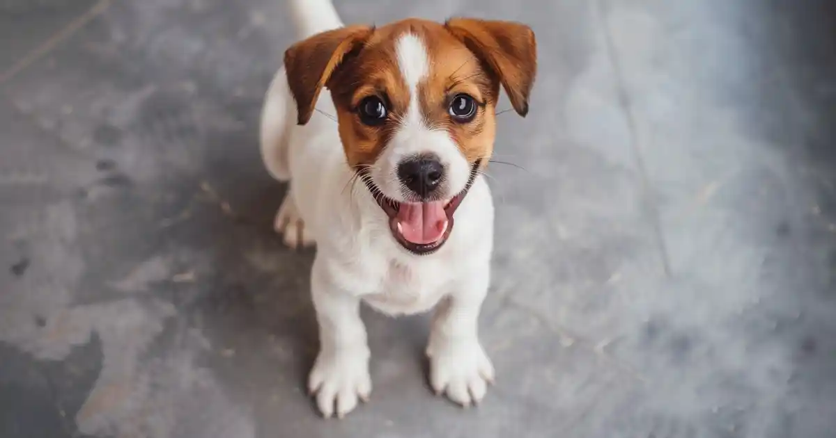 The Ultimate Guide to Unlocking Puppy Kindergarten Benefits (Why This Single Decision Shapes Your Dog’s Entire Life!)