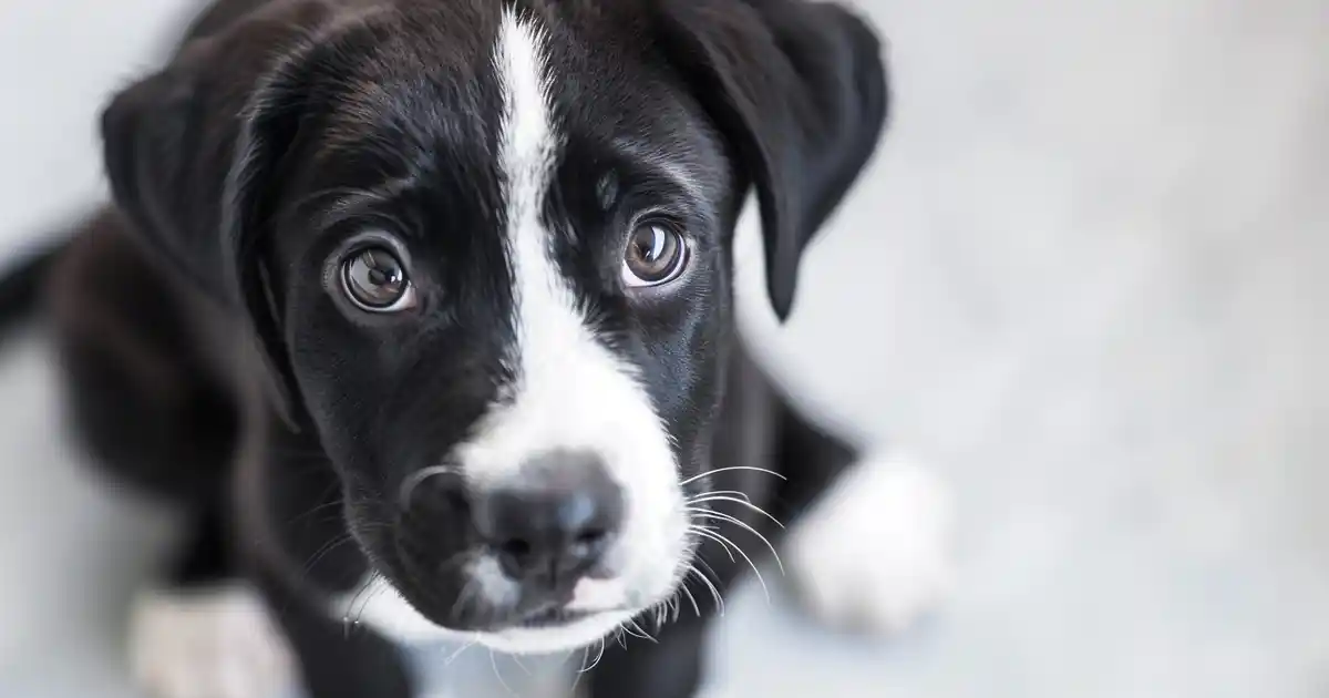 The Ultimate Puppy Development Timeline: From Birth to Adulthood Unveiled