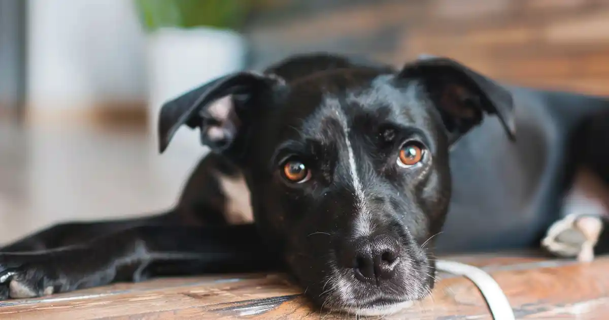 Ultimate 10 Fun Small Space Dog Activities for Active Pups (Big Energy, Tiny Footprint!)