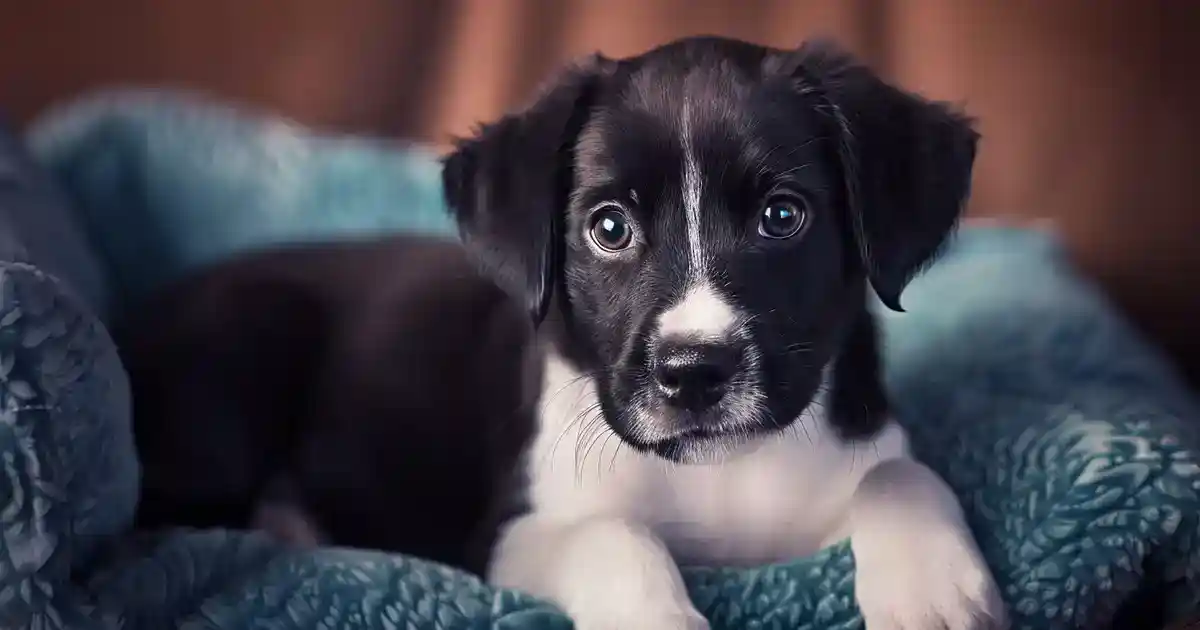 Ultimate Guide to Mastering Puppy Potty Training (Say Goodbye to Accidents Forever!)