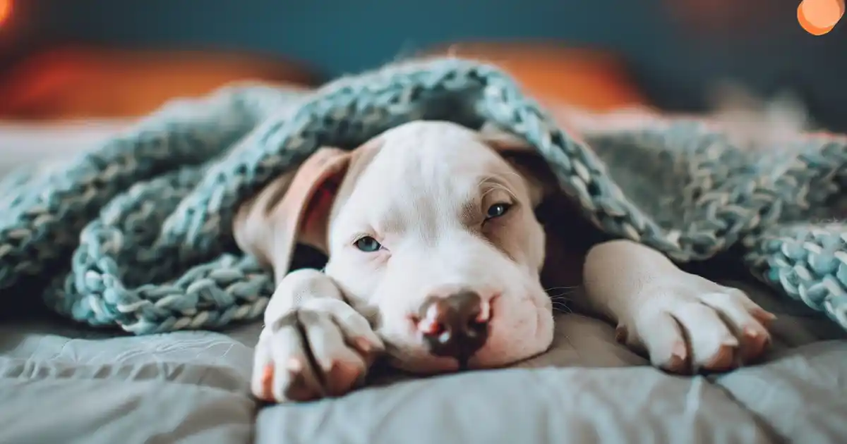 Ultimate Guide to Stop Your Puppy’s Nighttime Whining (Finally Get Some Sleep!)