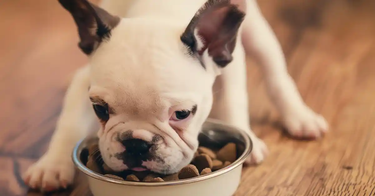 The Complete Guide to Choosing Puppy Food (Without Overwhelming Yourself or Your New Best Friend!)