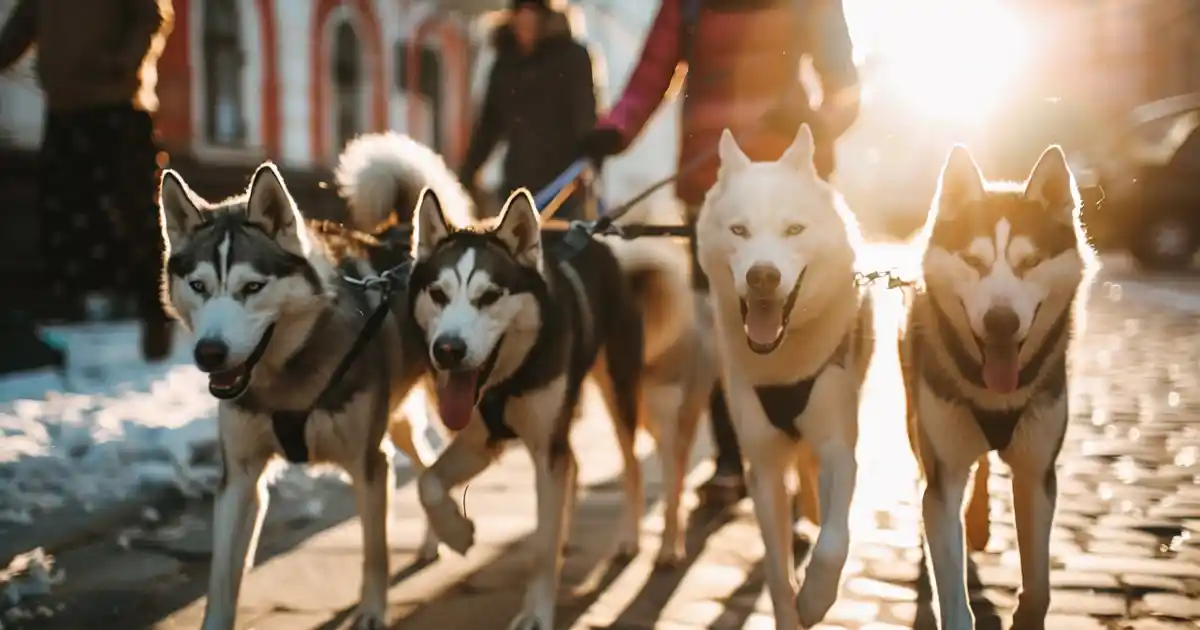 Unleash Urban Mushing Thrills: A Beginner’s Essential Guide (City Streets Meet Sled Dog Spirit!)