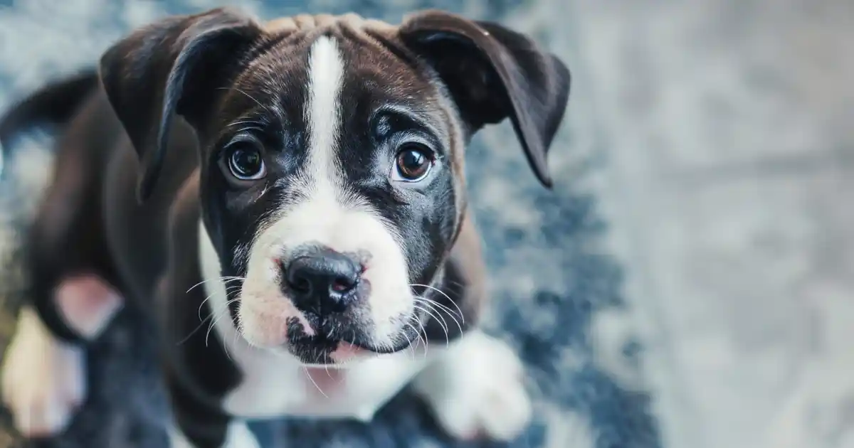 10 Top Low Maintenance Puppies for Busy Owners (The Complete Guide to Finding the Perfect Easygoing Companion That Fits Beautifully Into Your Hectic, Demanding, Already-Overflowing Life!)