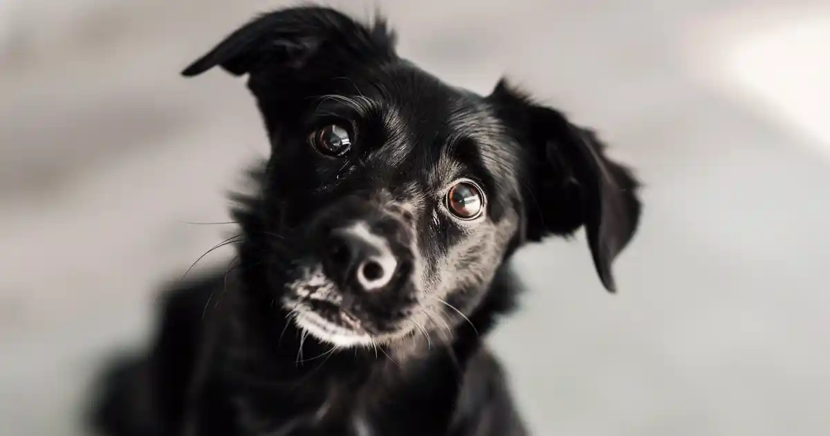 The Ultimate Guide to De-Escalating Dogs: 5 Expert Tips (That Actually Work in Real-Life Situations!)