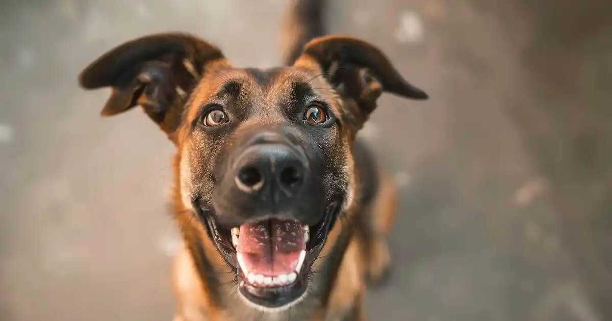 7 Heartwarming Dog Smiling Pictures to Brighten Your Day (And What These Joyful Expressions Really Mean!)
