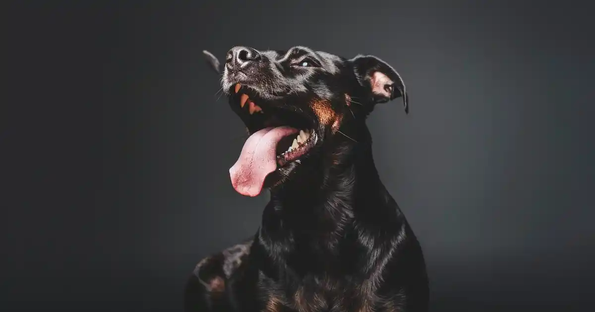 Essential 5 Crucial Aggressive Dog Warning Signs Every Owner Should Know (Prevent Bites Before They Happen!)