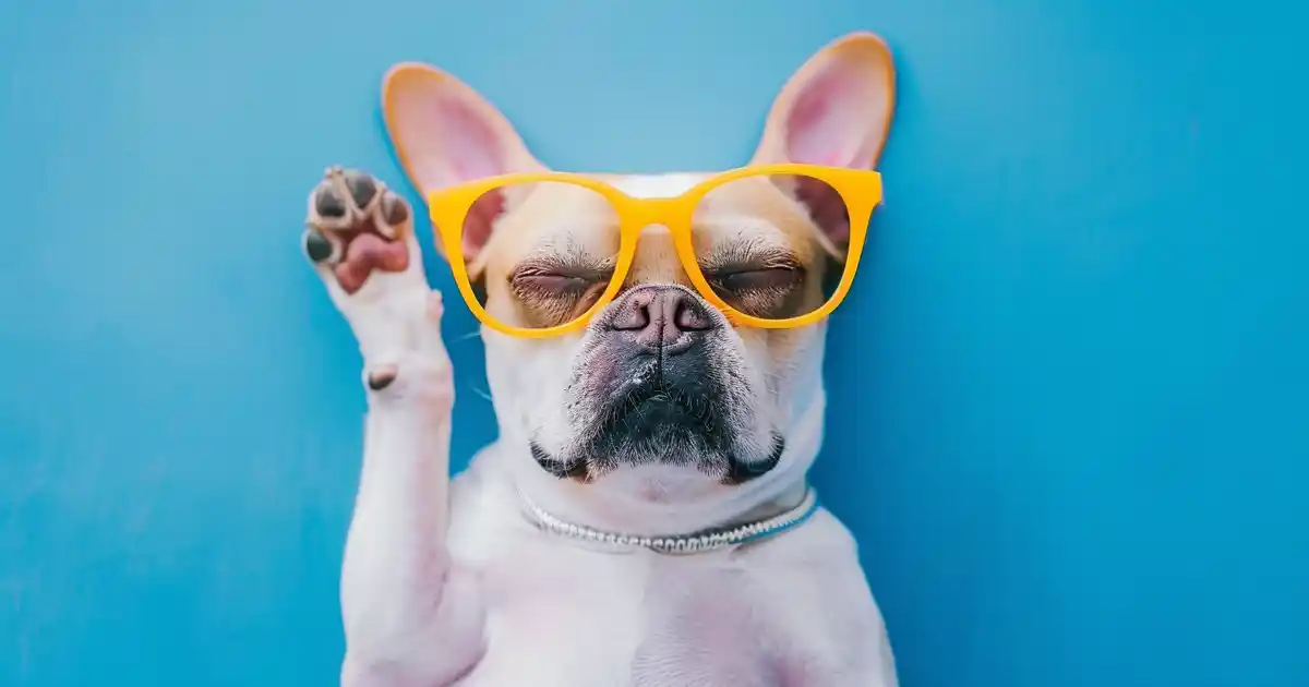 Essential Guide: Unveiling Top Signs of Stress in Dogs (And How to Help Your Dog Feel Safe Again!)