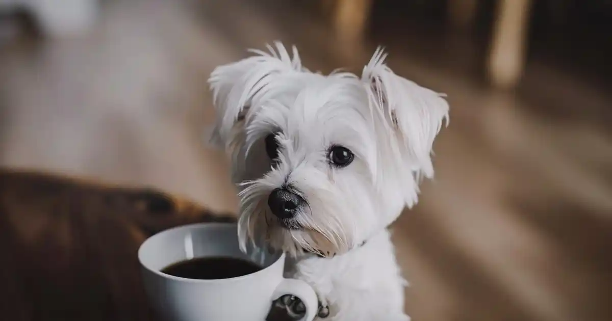 Expert Guide to Mastering Desensitization Training (And Finally Help Your Dog Overcome Their Fears!)