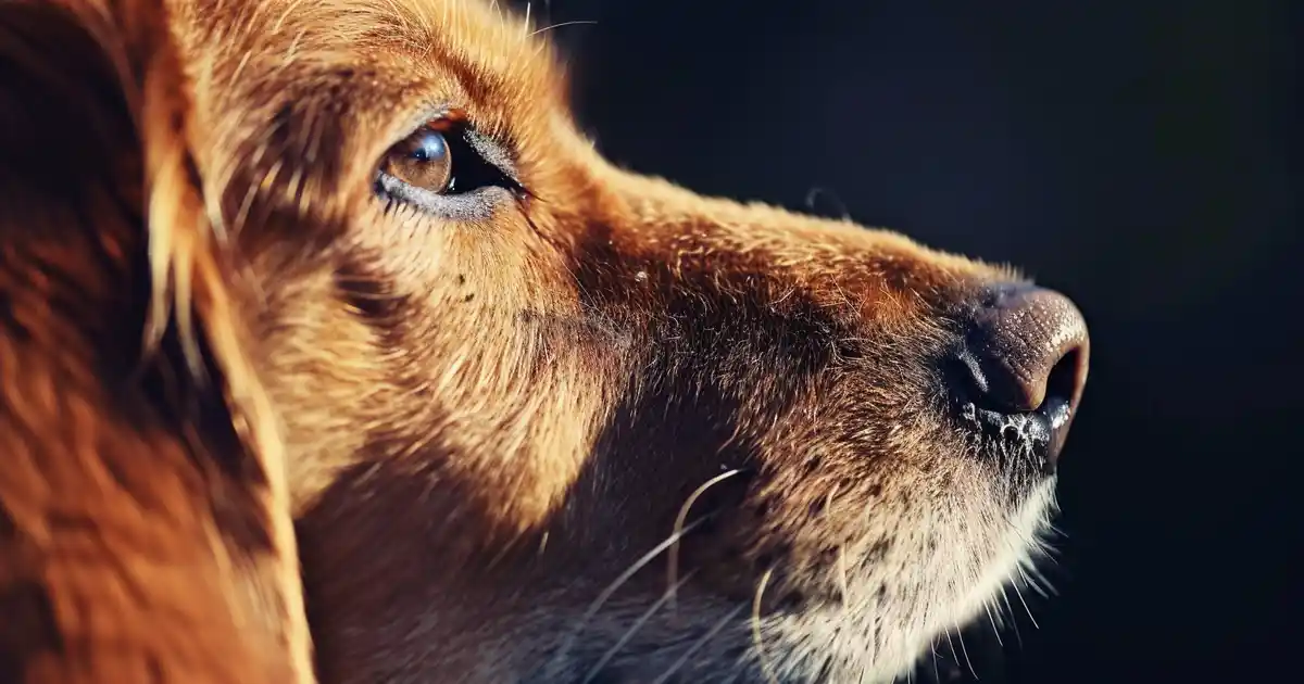 Master Dog Obedience Training: Your Ultimate Guide (Transform Your Pup Into the Perfect Companion!)