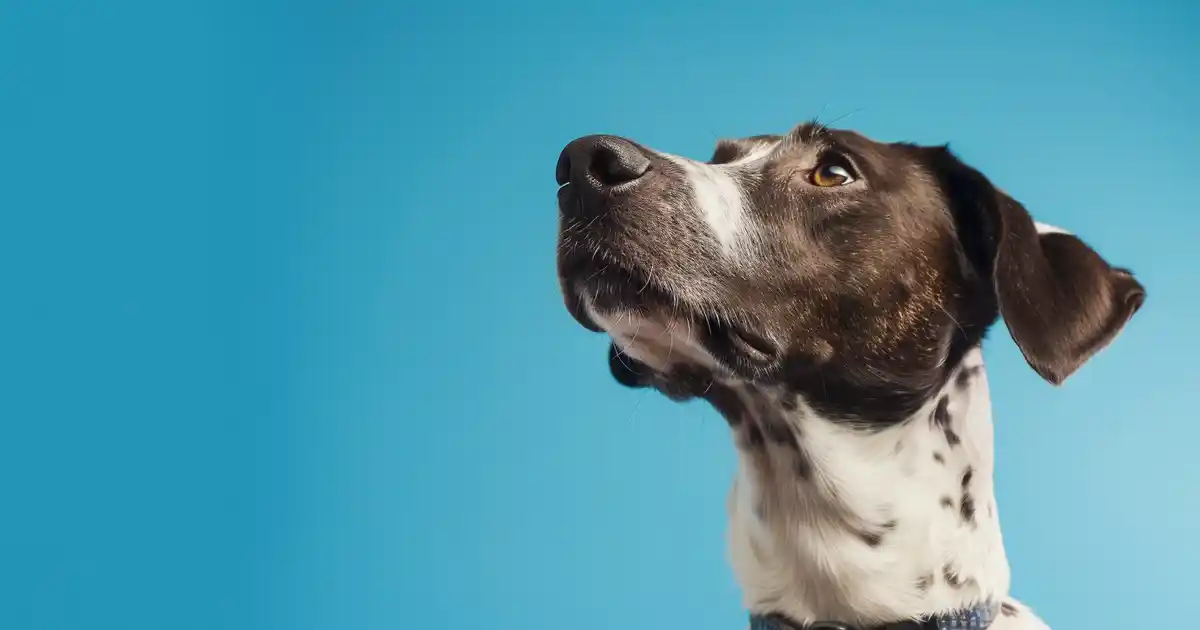 Master Online Dog Training: Top Tips for Success Revealed (And Transform Your Dog Without Leaving Home!)