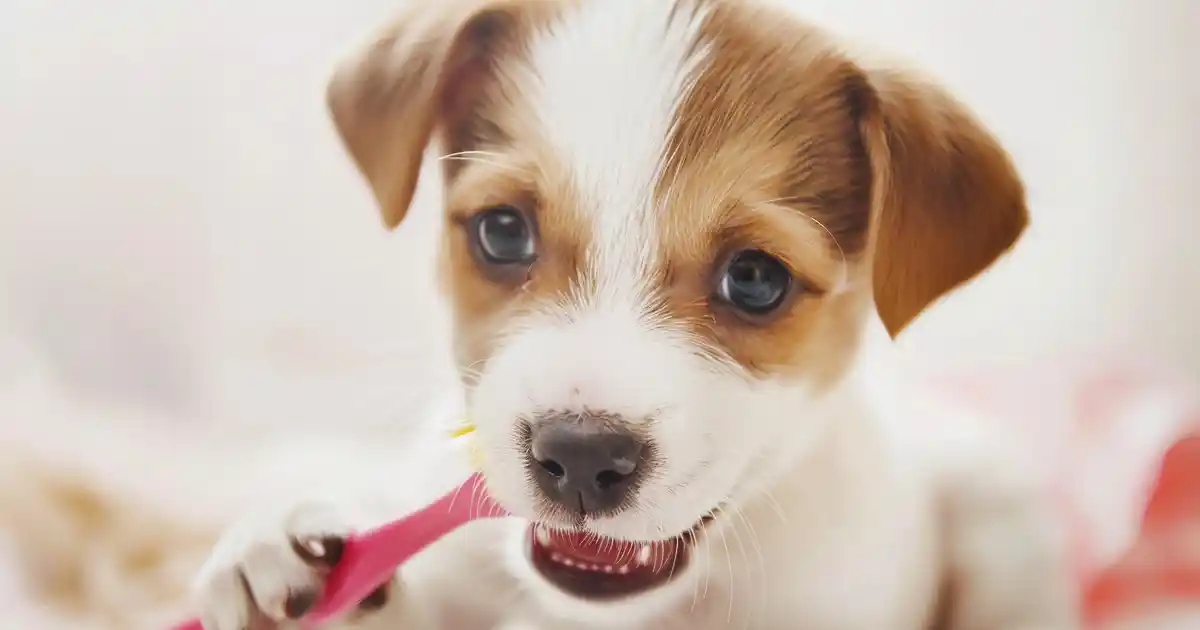 Master the Art of Puppy Teeth Brushing: Expert Tips & Tricks