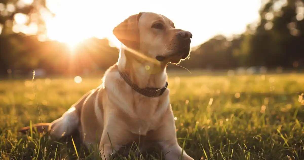Mastering Dog Training Consistency: Top Secrets Unveiled (The Game-Changer Your Dog Needs!)