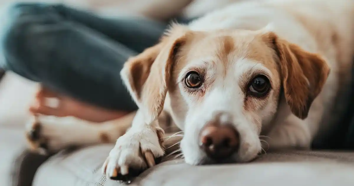 Mastering Dog Training: How Long Does It Really Take? (The Honest Timeline You Need!)