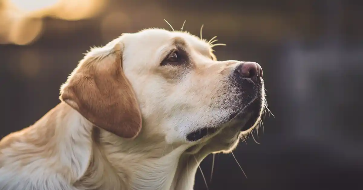 Mastering Patience: The Ultimate Dog Training Guide (Transform Your Training Mindset Today!)