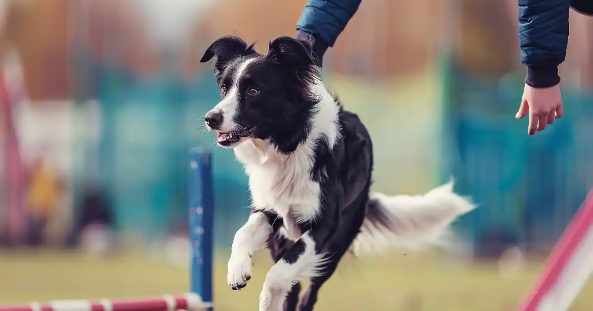 Mastering Rally Obedience: Your Expert Guide (Without the Ring Stress or Confusion!)
