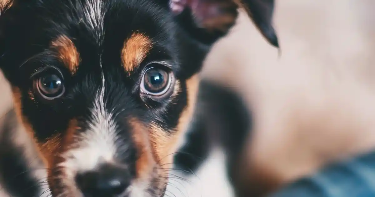 Safeguard Your Pup: Ultimate Puppy Poisoning Prevention Guide (The Complete Guide to Keeping Your Furry Friend Safe From Toxic Dangers!)