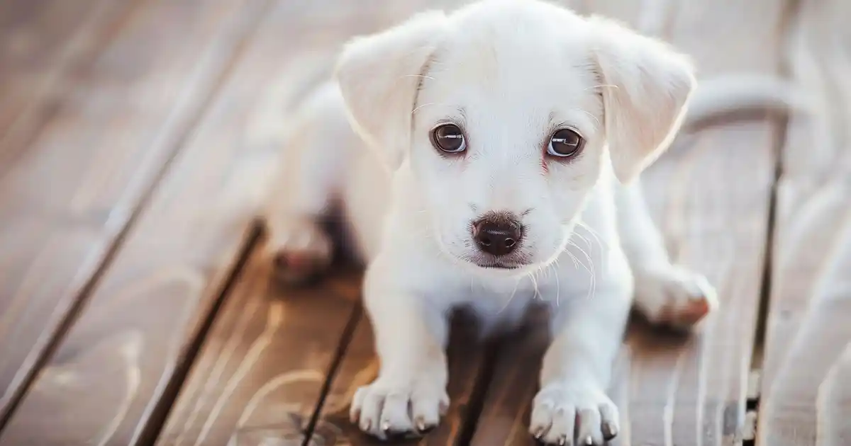 The Essential Puppy Adoption Guide: Find Your Perfect Furry Companion (The Complete Guide to Adopting a Puppy the Right Way Without the Stress, Confusion, or Heartbreak!)