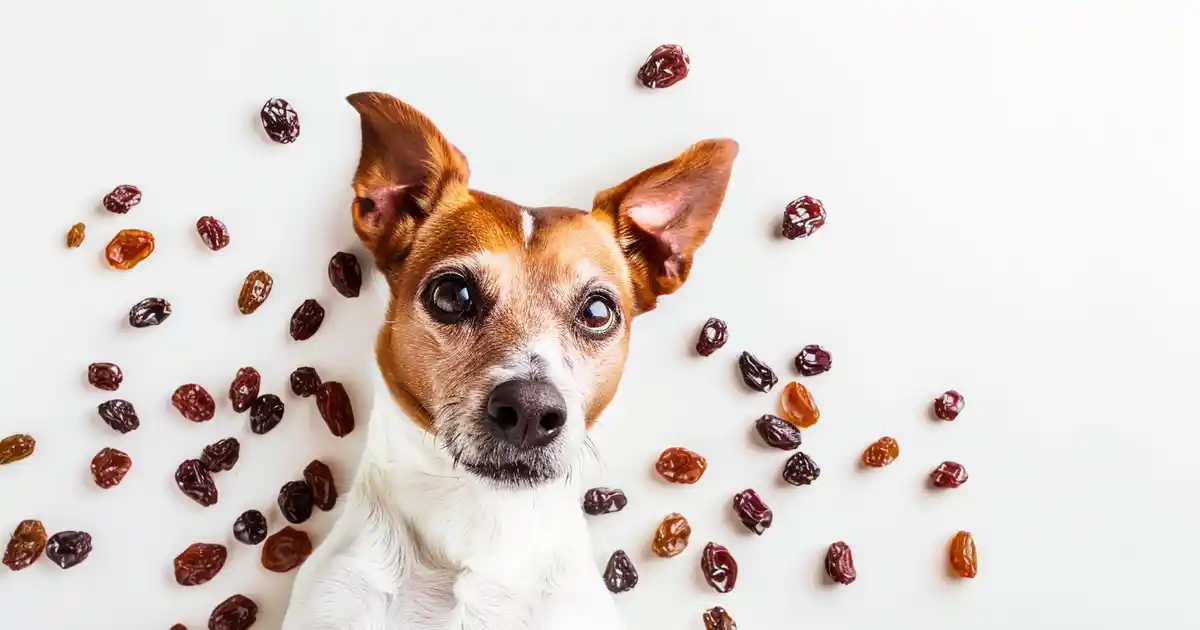 The Ultimate Guide: Are Raisins Bad for Dogs?