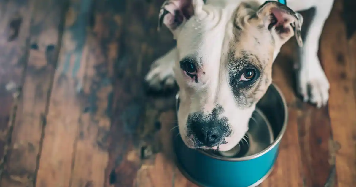 The Ultimate Guide: Can Dogs Eat Canned Tuna Safely?