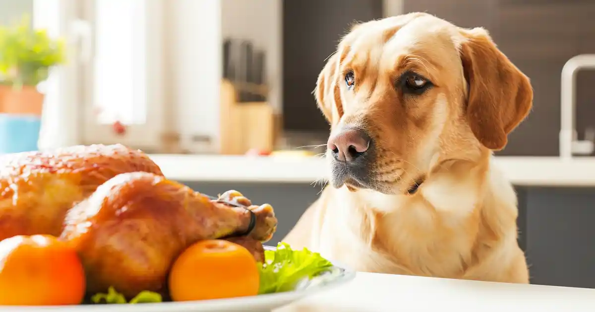 The Ultimate Guide to Feeding Chicken to Dogs Safely (Without the Fear or Confusion!)