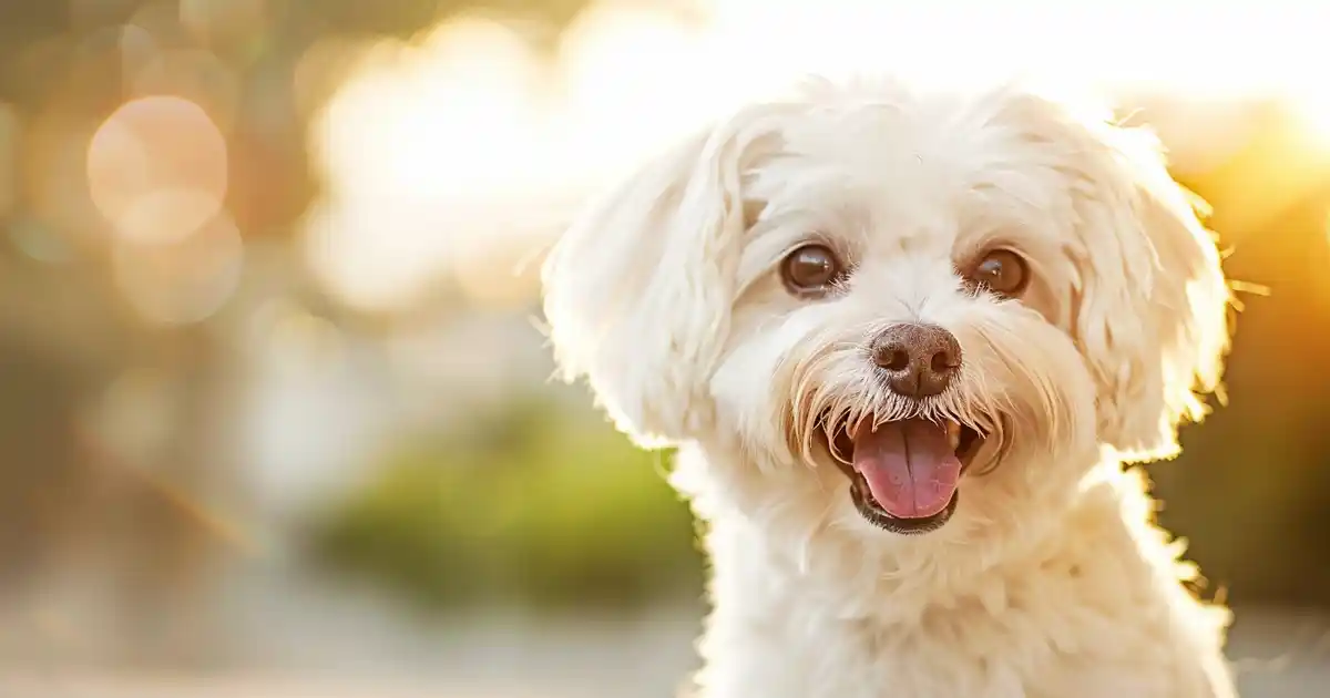 The Ultimate Guide to 10 Adorable Dog Breeds that Can’t Stop Grinning (And Why They’ll Make Your Heart Melt!)