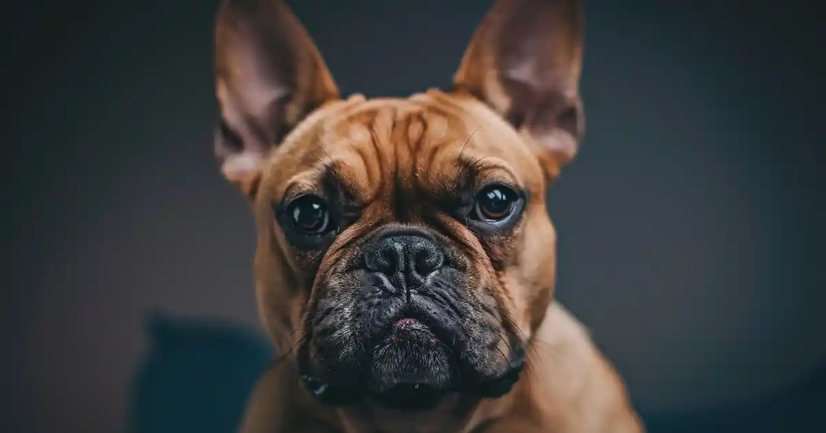 The Ultimate Guide to Calming an Angry Dog (Safe De-Escalation Strategies That Work!)