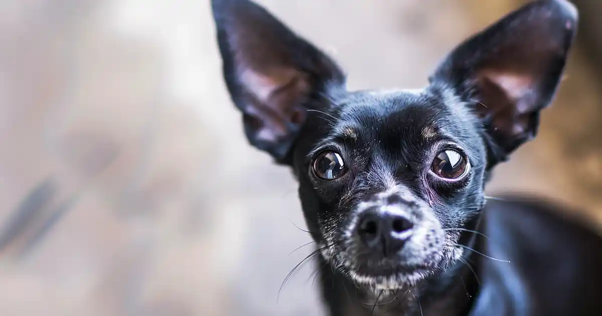 The Ultimate Guide to Treating Hot Spots on Dogs (Without the Vet Bills or Panic!)
