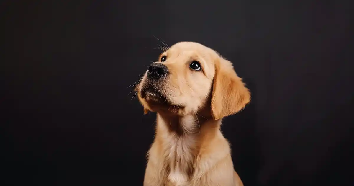 The Ultimate Guide to Therapy Dog Puppy Prep: Expert Tips (Start Your Journey Right!)