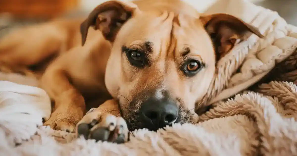 The Ultimate Guide to Unveiling the Truth About Dogs’ Jealousy (What Science Really Says!)