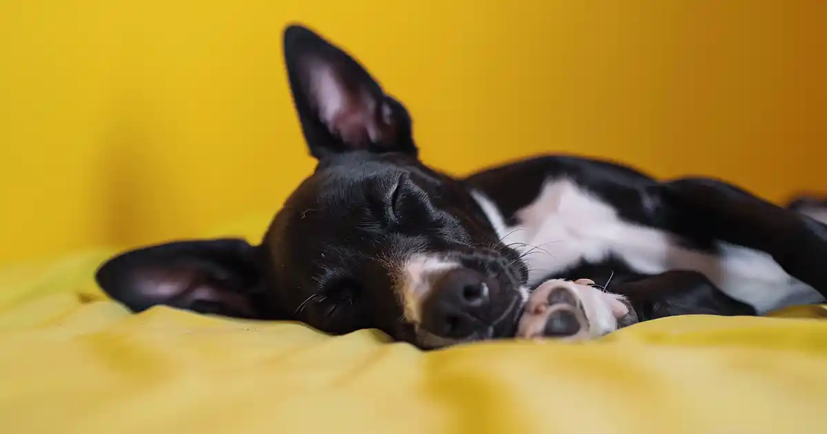 The Ultimate Guide to Benadryl and Dog Sleepiness (What Every Pet Parent Needs to Know!)