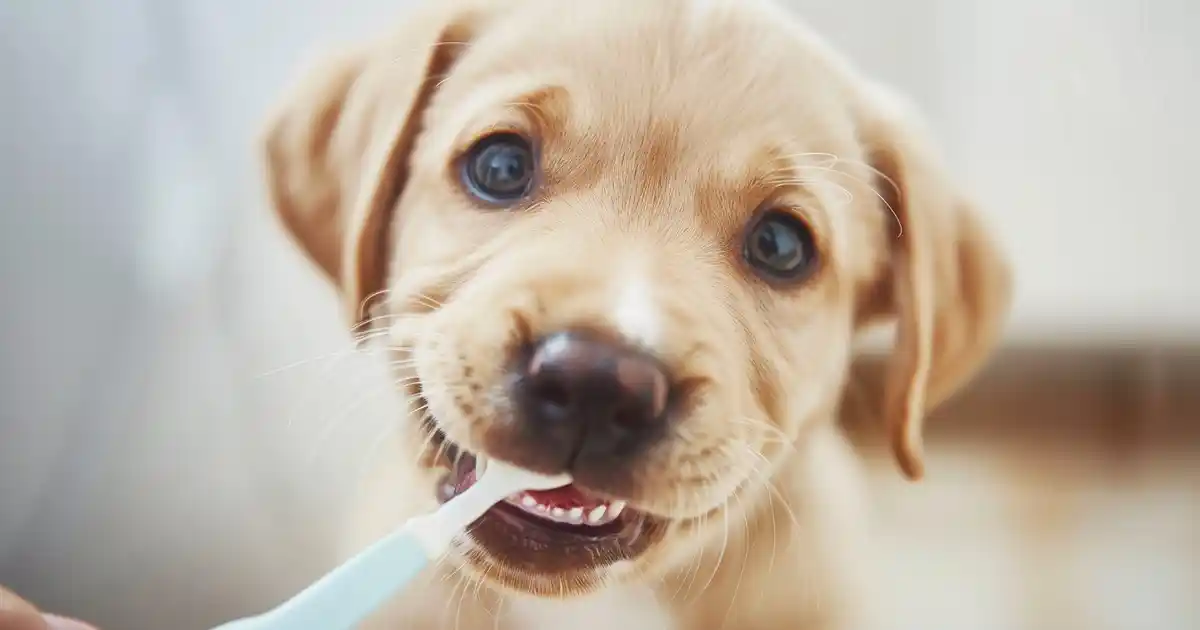 The Ultimate Puppy Dental Care Guide: Expert Tips