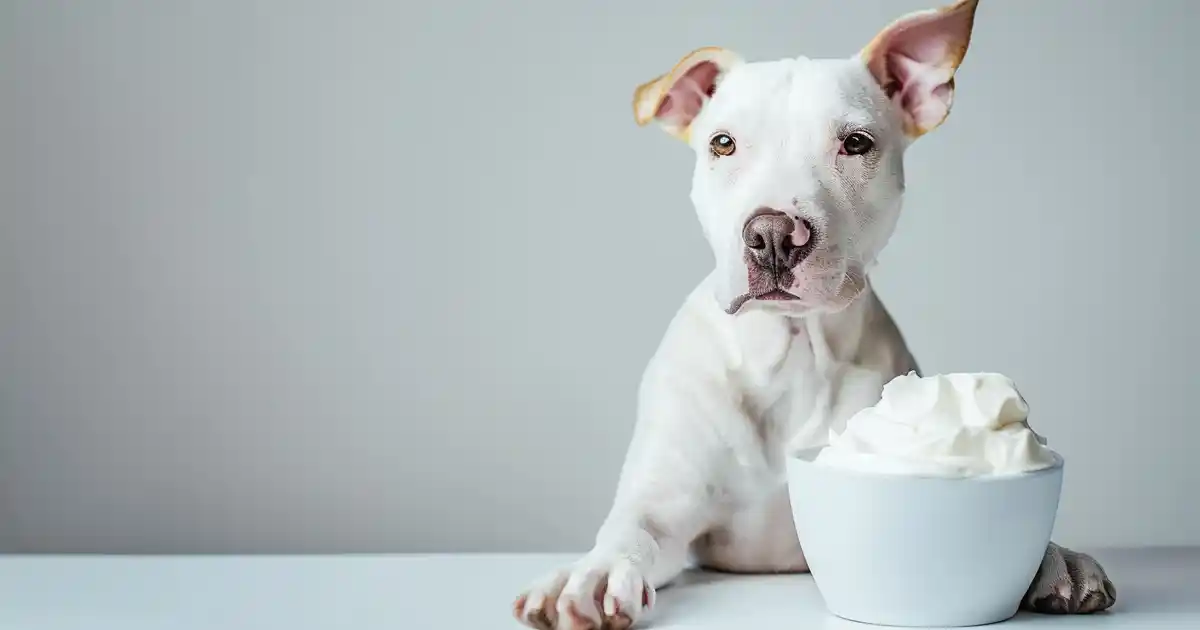 The Ultimate Vet’s Guide to Greek Yogurt for Dogs (Without the Worry or Confusion!)
