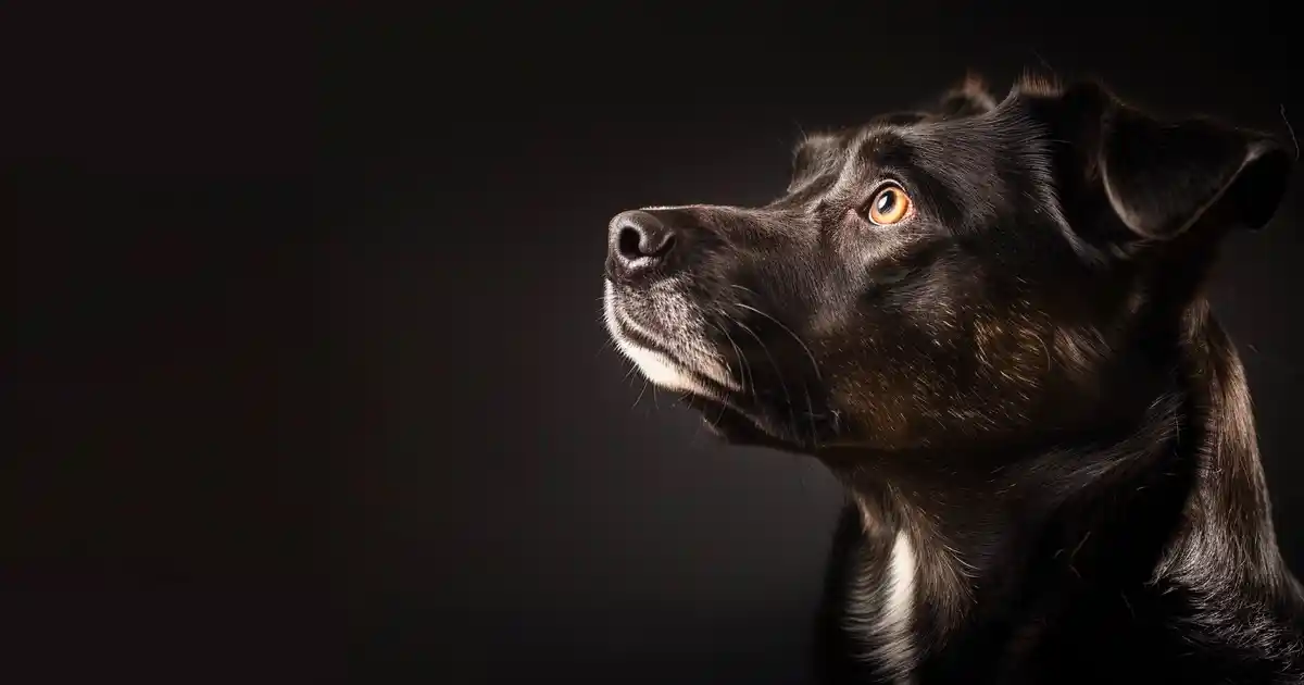 The Ultimate Anxious Dog Training Guide (Because Your Stressed Pup Deserves Peace!)