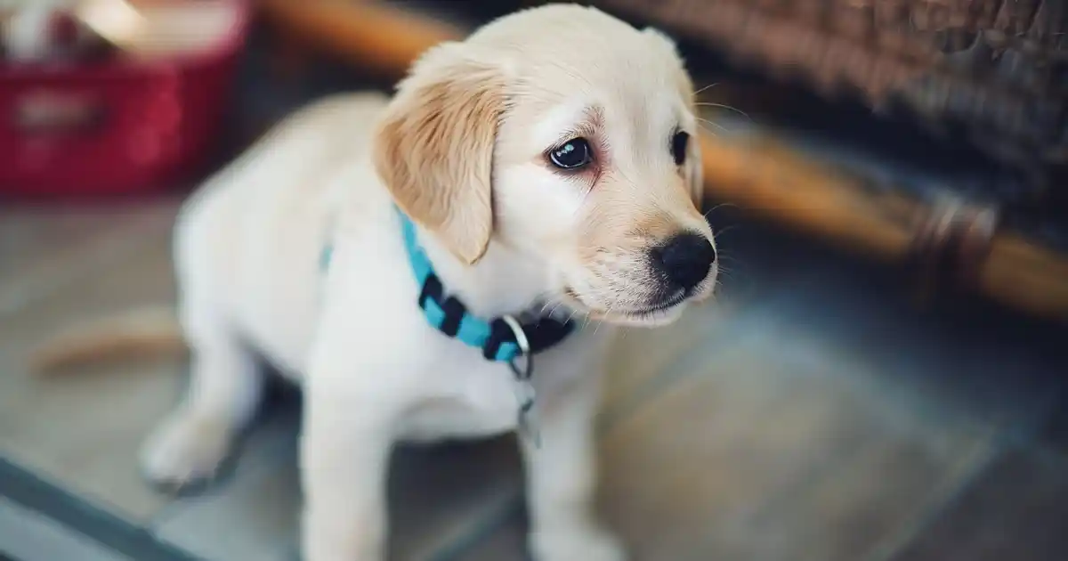 Ultimate Guide: Puppy Harness vs Collar – Which is Best for Your Furry Friend? (The Complete Guide to Choosing the Right Equipment for Your Growing Pup Without the Guesswork!)