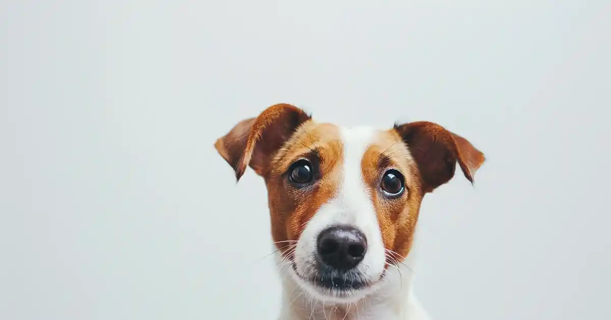 Ultimate Guide to Managing Dog Jealousy: Expert Tips (Create Harmony in Your Multi-Pet Home!)