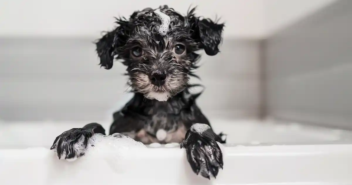 Ultimate Puppy Bath Time Tips: Expert Grooming Guide