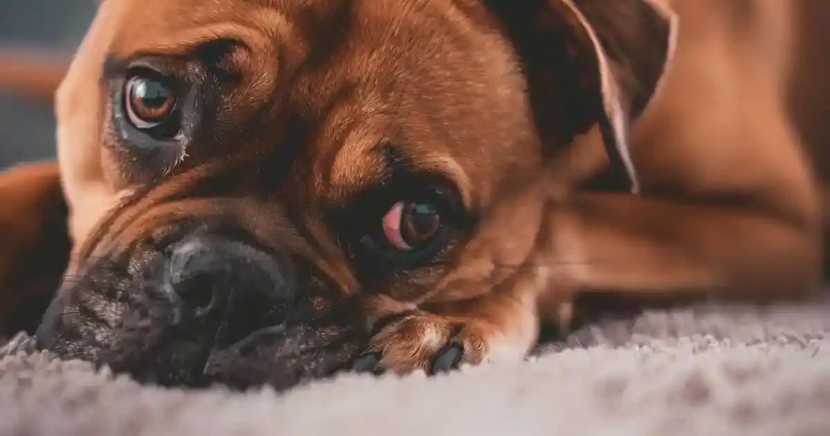 Uncover Why Your Dog Has a Sad Face – Expert Tips to Bring Instant Joy! (And Build Lasting Happiness Together)