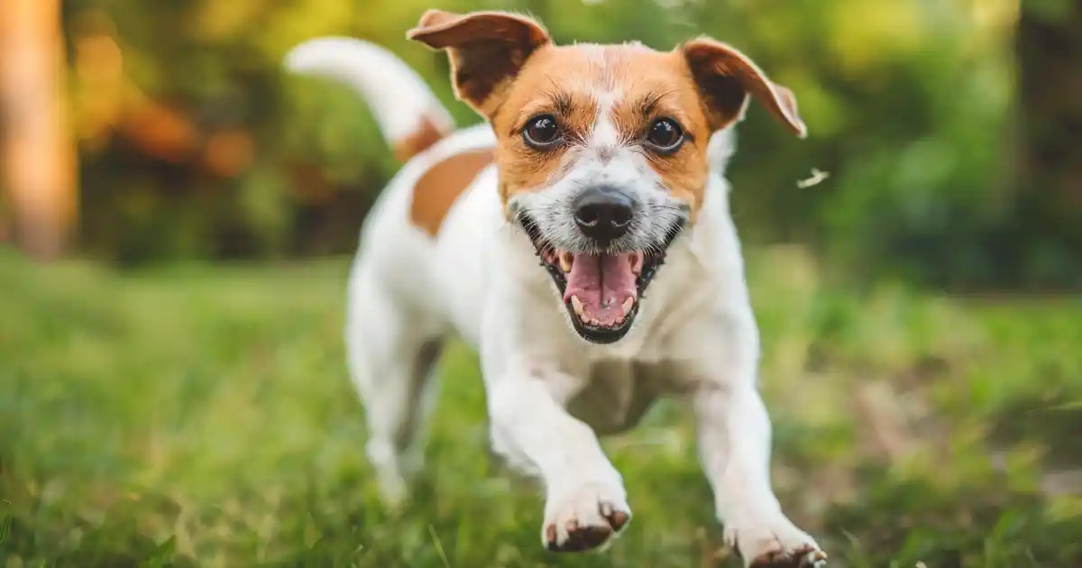 Unleash Fun Dog Tricks for Endless Entertainment (Without the Boring Drills or Complicated Sequences!)