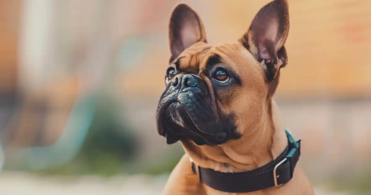 Unleash the Benefits: Is Cinnamon Good for Dogs? (The Surprising Spice Science!)