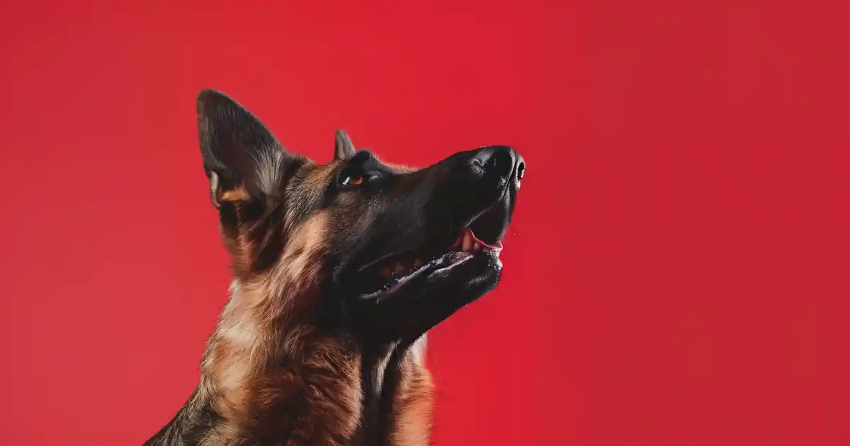 The Ultimate Guide to Reward-Based Dog Training (Transform Your Pup Without the Stress!)