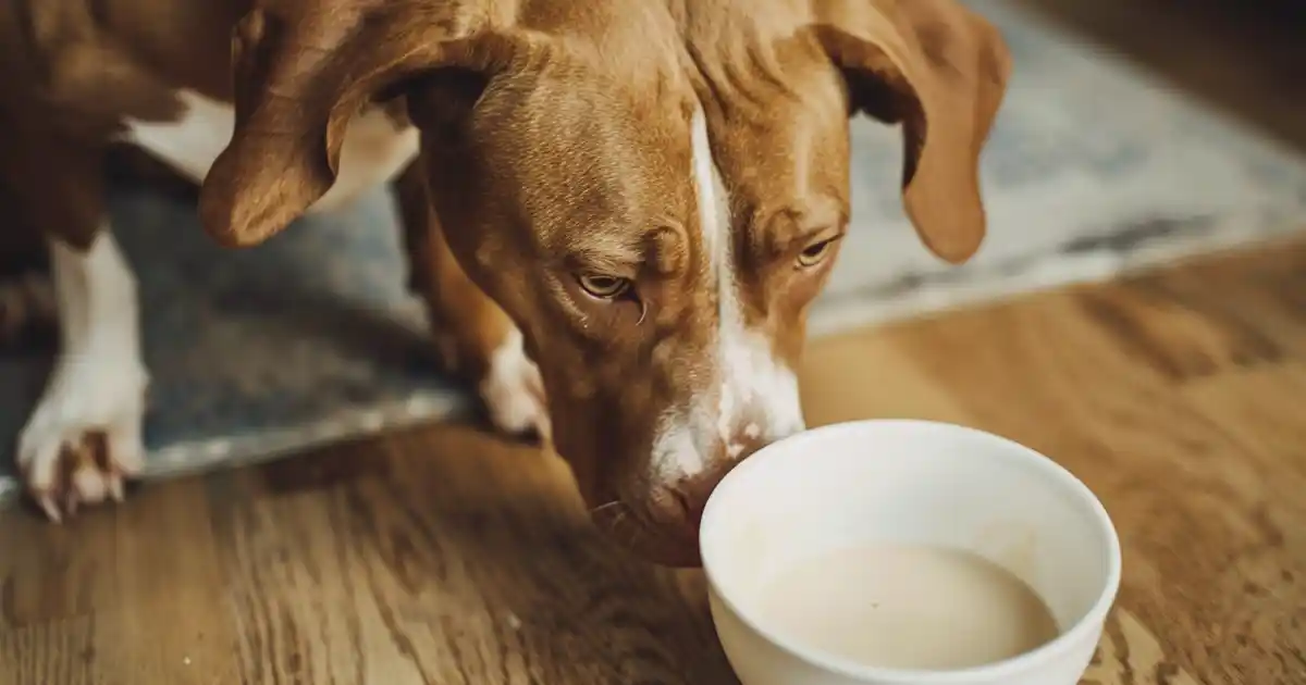 Unleashing the Truth: Can Dogs Safely Enjoy Almond Milk? (Expert Guide 2025)
